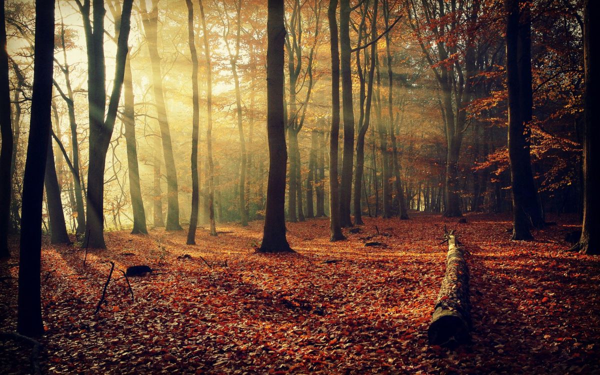 brown dried leaves on ground with trees