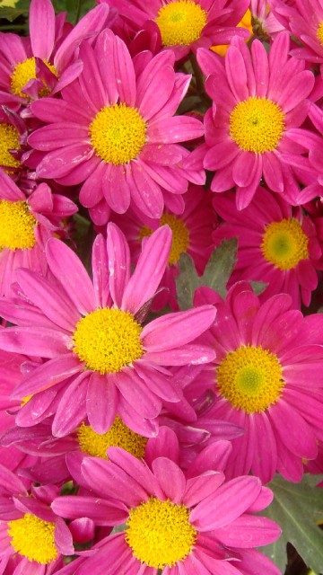 Image pink flowers with green leaves