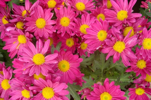 Image pink flowers with green leaves