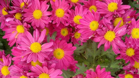 Image pink flowers with green leaves