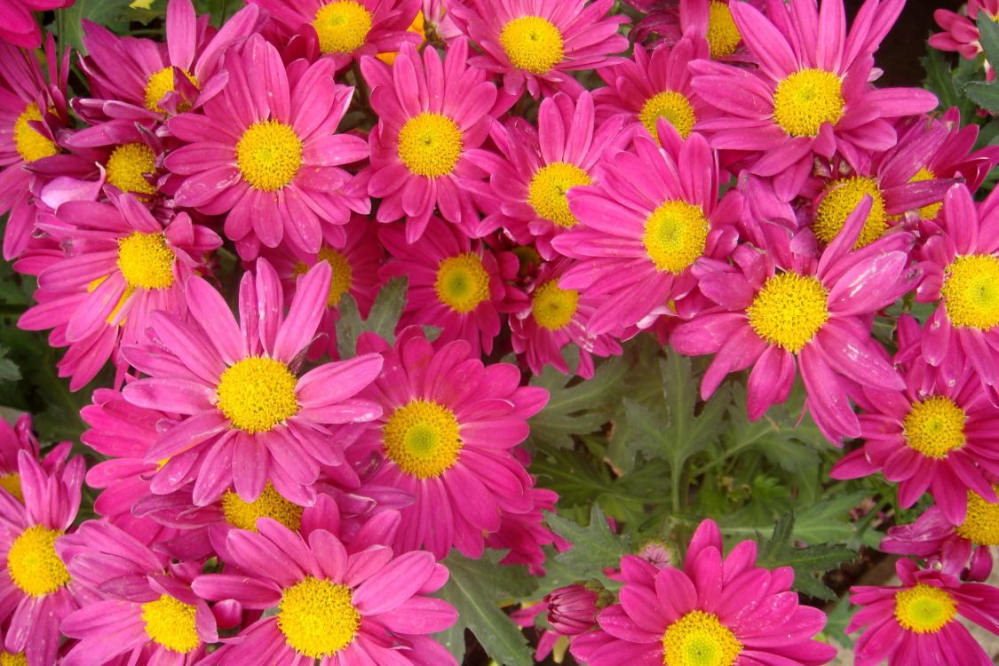 颜色, 菊花, 显花植物, 玛格丽的菊花, 粉红色 壁纸 3264x2176 允许
