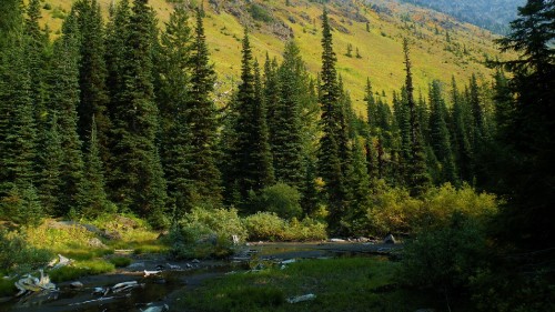 Image green pine trees near river during daytime