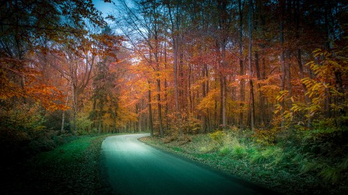 Image gray asphalt road between brown trees during daytime