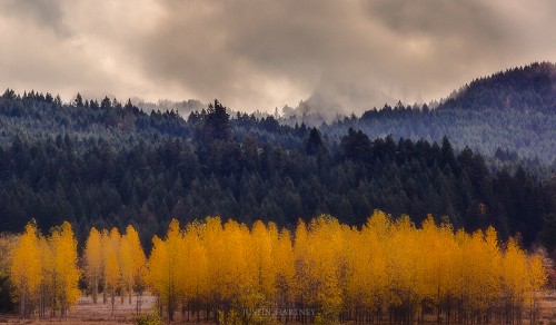 Image green trees under cloudy sky during daytime