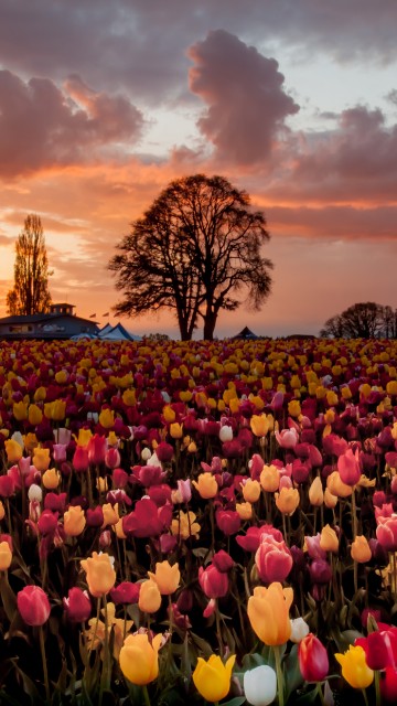 Image purple and yellow flower field during sunset