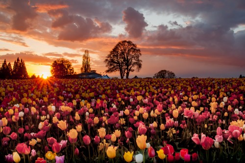 Image purple and yellow flower field during sunset