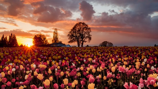 Image purple and yellow flower field during sunset