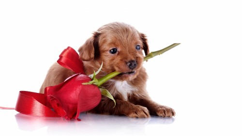 Image brown short coated dog with red rose on mouth