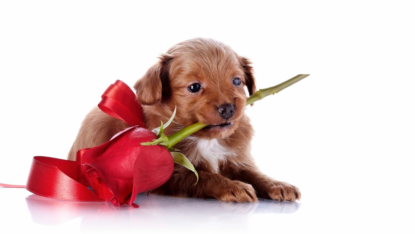 brown short coated dog with red rose on mouth