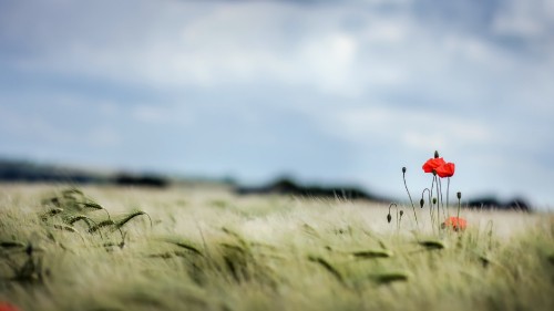 Image green grass field during daytime