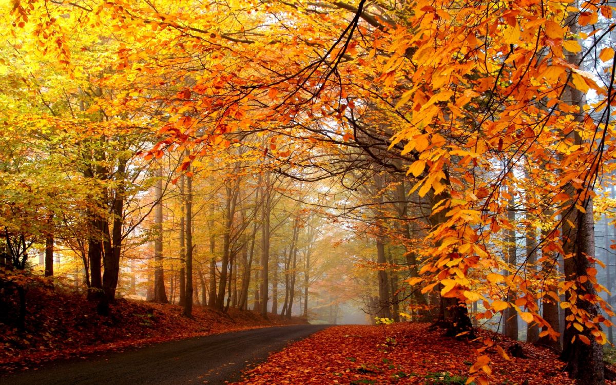 brown trees on brown soil