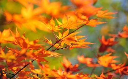 Image yellow and brown leaves during daytime