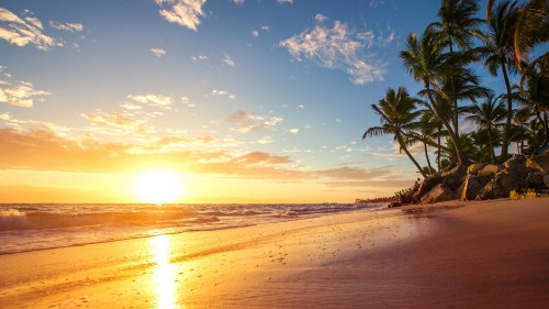 Image palm tree on beach shore during sunset