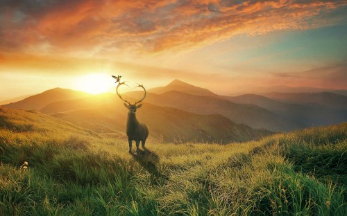 Image brown deer on green grass field during daytime