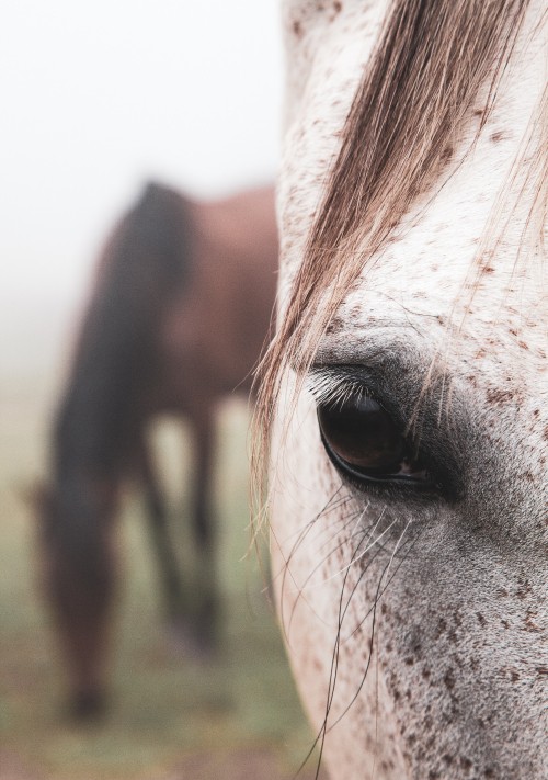 Image horse, hair, face, eye, nose