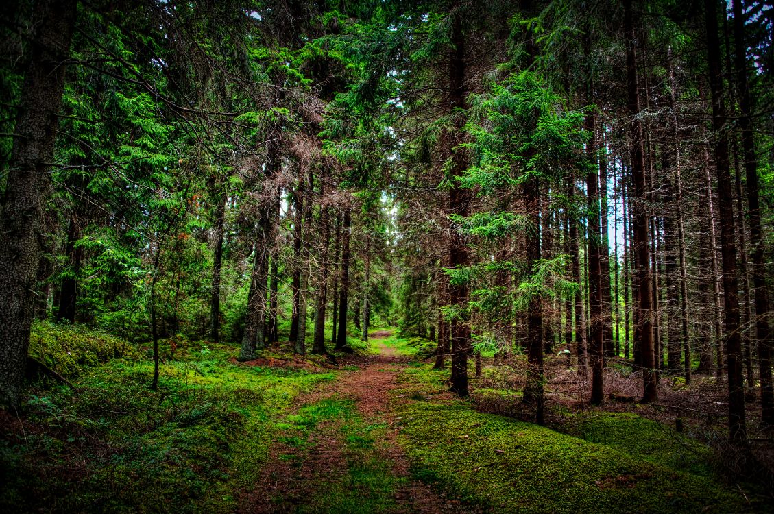 green trees on green grass field during daytime