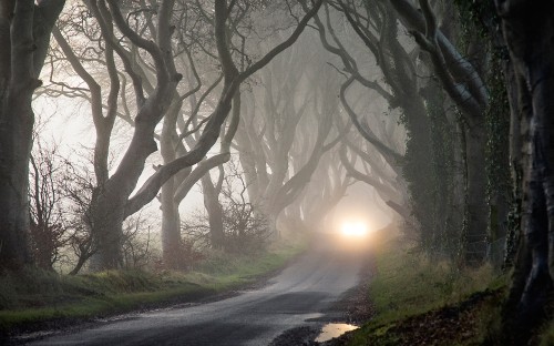 Image gray road between trees during daytime