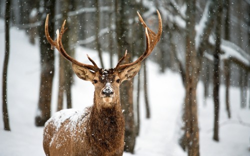 Image brown deer on snow covered ground during daytime