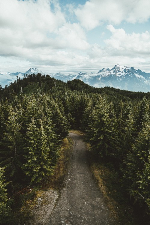 Image nature, wilderness, tree, spruce fir forest, forest