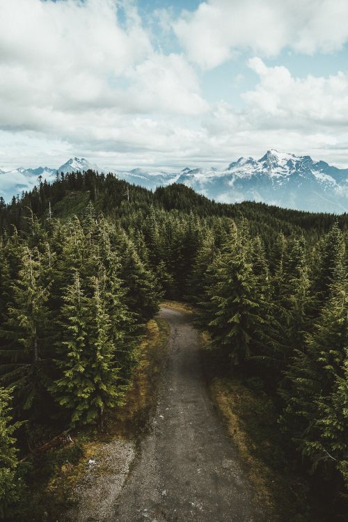 nature, wilderness, tree, spruce fir forest, forest