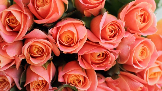 Image pink roses in close up photography