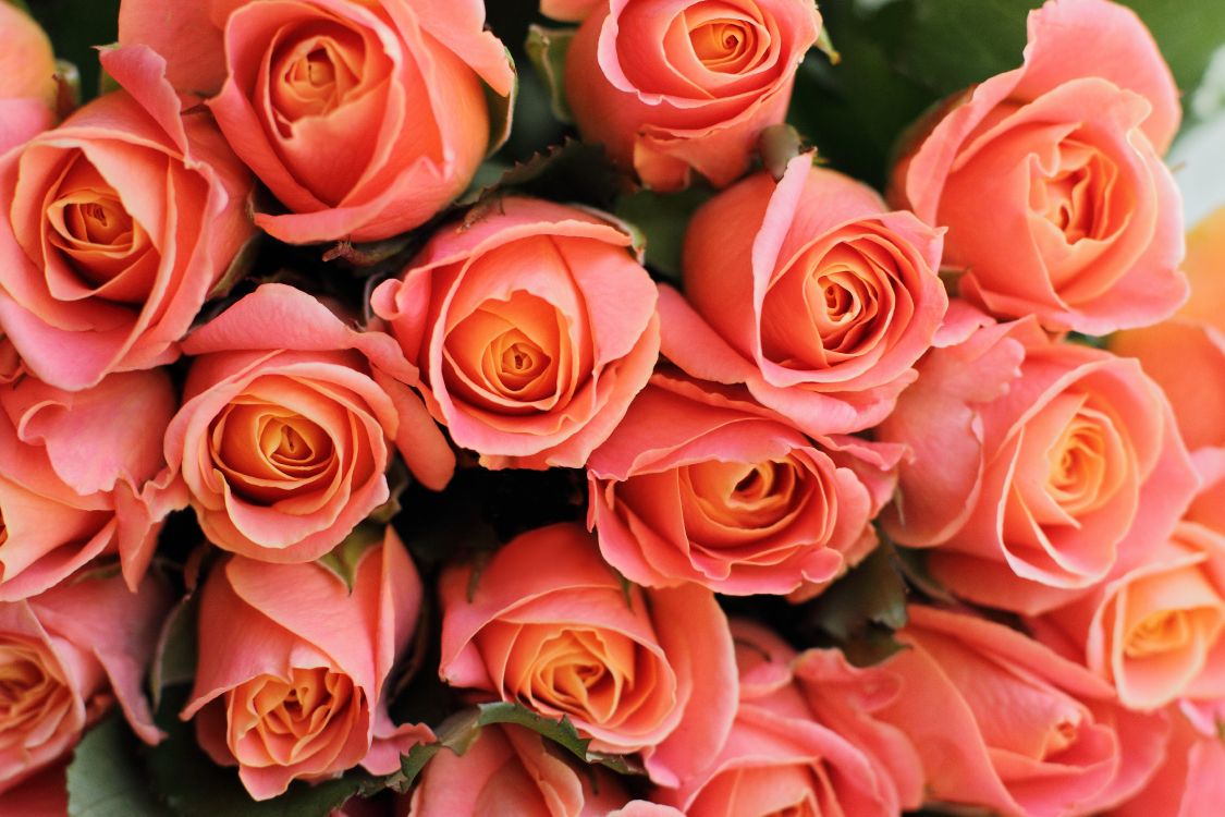 玫瑰花园, 显花植物, 多花, 粉红色, 切花 壁纸 5184x3456 允许