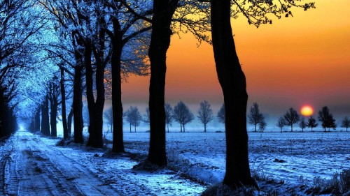 Image leafless trees on snow covered ground during sunset