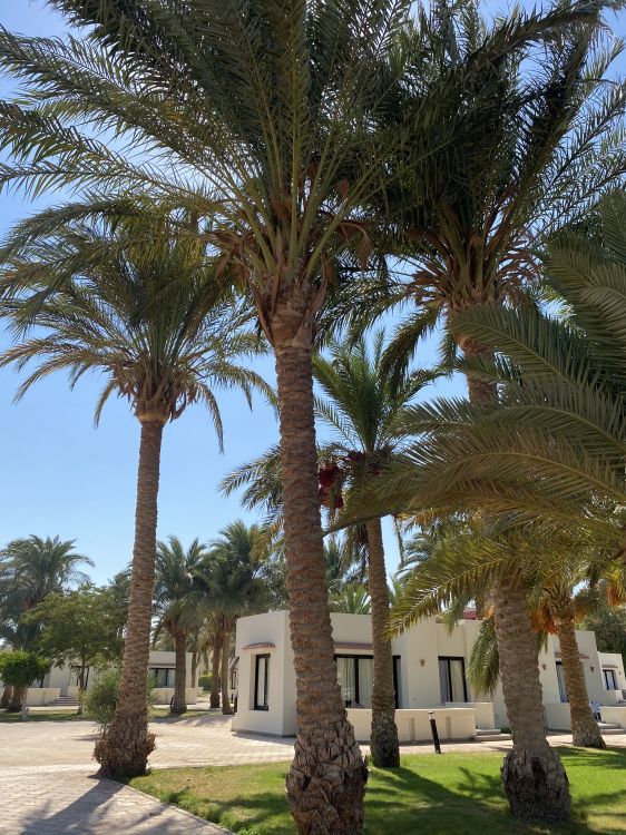 Date palm, Babassu, palm trees, Plants, biology