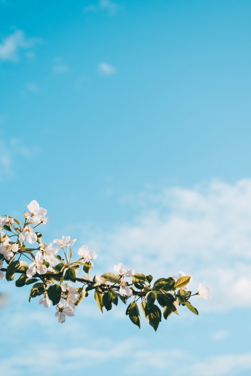 Image white cherry blossom under blue sky during daytime