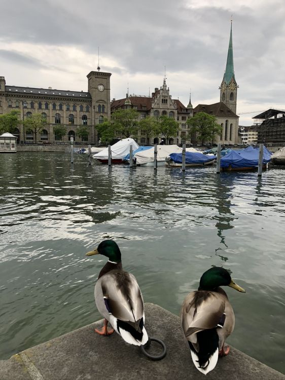 Fraumnster, Stockente, Ente, Wasser, Birds. Wallpaper in 1536x2048 Resolution