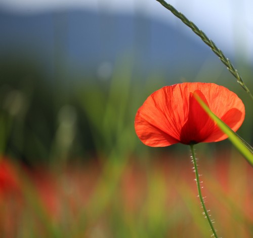 Image orange flower in tilt shift lens