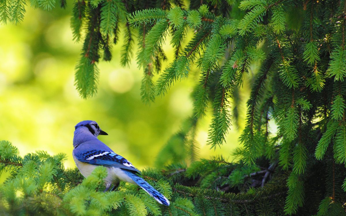 blue and white bird on green tree branch