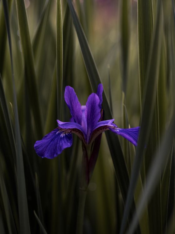 Flor Morada en la Hierba Verde. Wallpaper in 3888x5184 Resolution