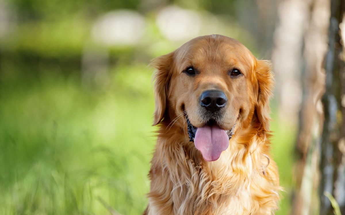 Golden Retriever Con Collar Morado. Wallpaper in 2560x1600 Resolution