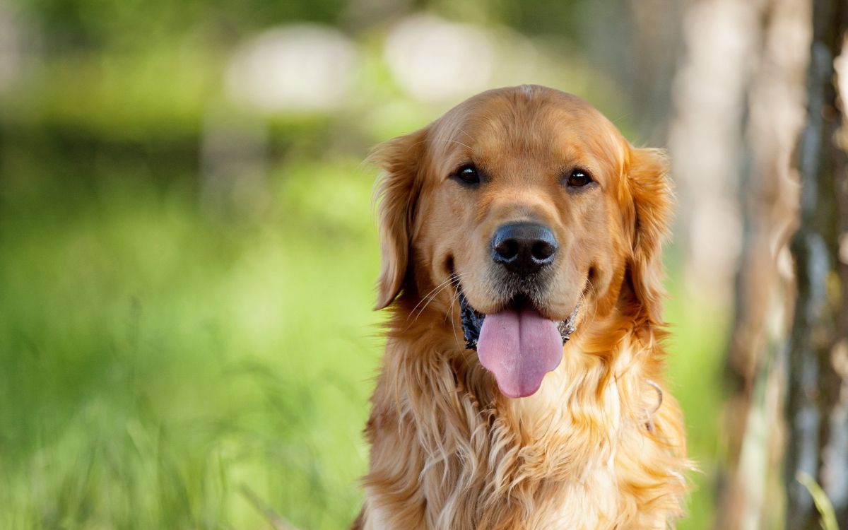 golden retriever with purple collar