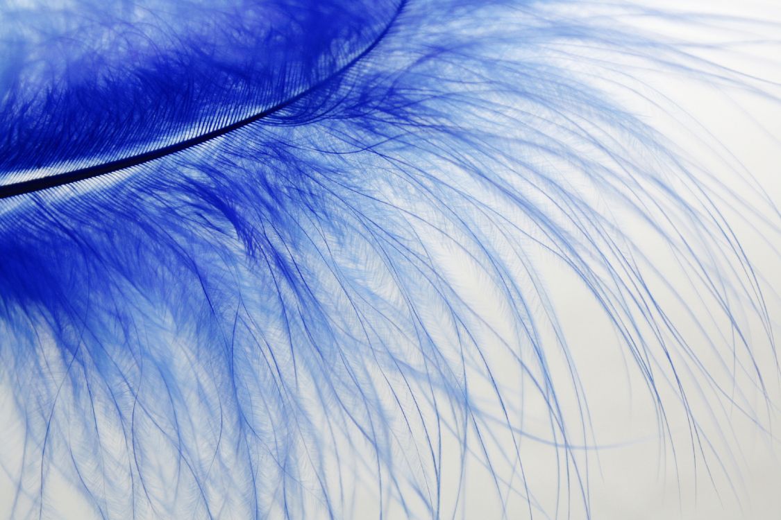 blue and white feather in close up photography