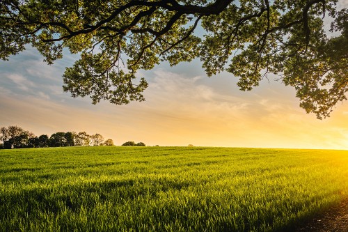 Image source of all my good, the green ember, cloud, plant, ecoregion