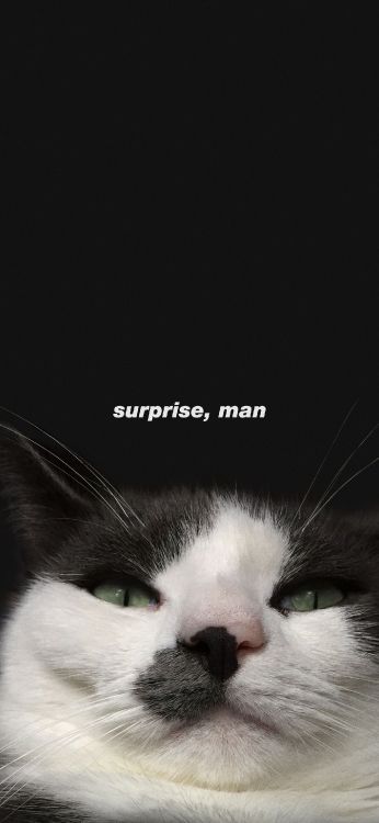 猫科, 中小型猫, 胡须, 皮毛, 爪子 壁纸 1407x3045 允许