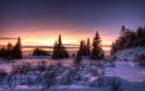 Image snow covered field and trees during sunset