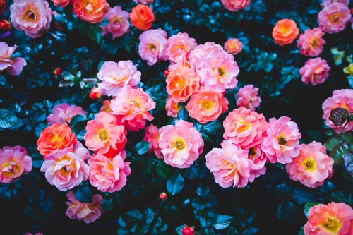 Image pink roses in close up photography