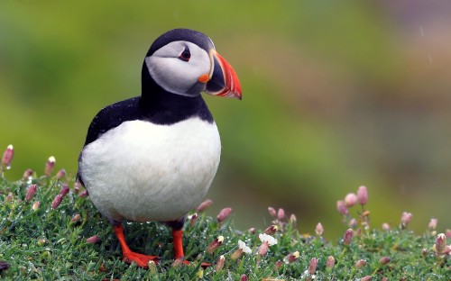 Image white and black duck on pink flower field during daytime