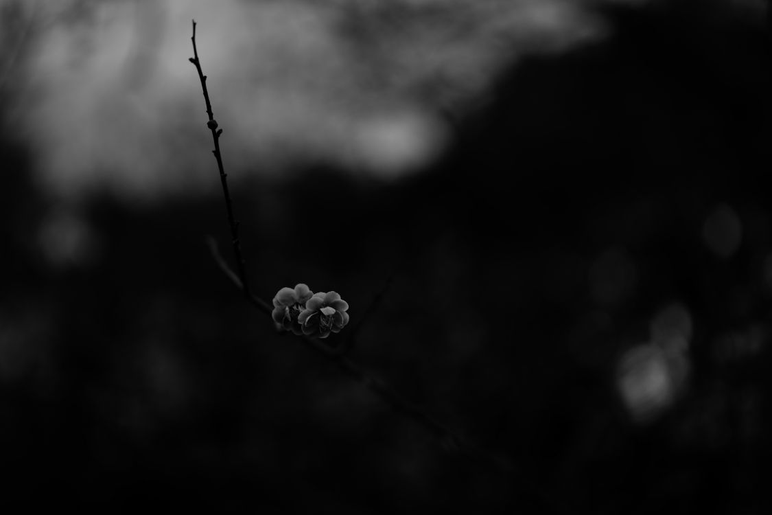 Photo en Niveaux de Gris D'un Bouton Floral. Wallpaper in 6000x4000 Resolution