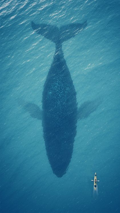 Flyme OS 6, Whales, Flosse, Aqua, Azure. Wallpaper in 1080x1920 Resolution