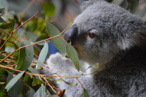 Image koala bear on tree during daytime