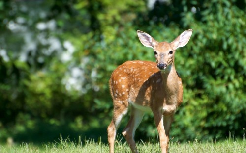 Image brown deer on green grass during daytime