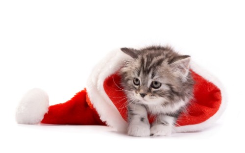 Image kitten, cat, Christmas Day, felidae, whiskers