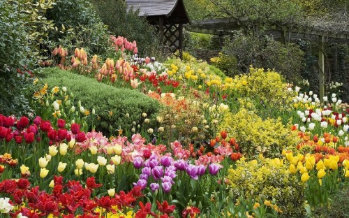 Image yellow and red tulips near brown wooden house during daytime