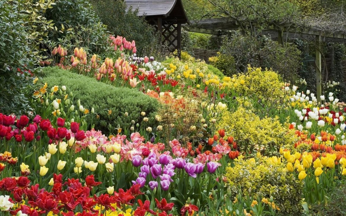 Gelbe Und Rote Tulpen in Der Nähe Des Braunen Holzhauses Tagsüber During. Wallpaper in 1920x1200 Resolution