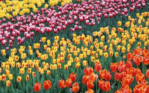 Image red yellow and pink tulips field