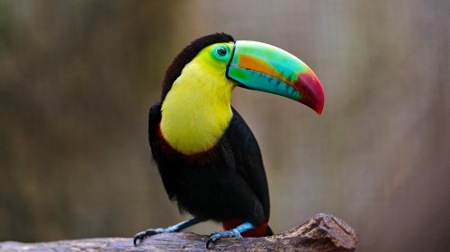 Image black yellow green and red bird